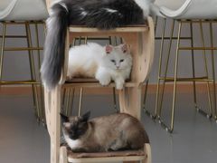 -飞行喵MR PILOT|猫舍·猫咖(静安大融城店)