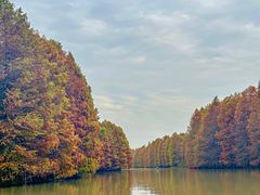 -上海海湾国家森林公园