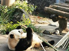-都江堰中华大熊猫苑