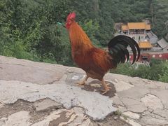 -鸡鸣山旅游风景区
