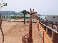 -西霞口神雕山野生动物世界