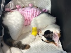 -纳吉亚猫专科动物诊疗中心(蒋宅口分院)