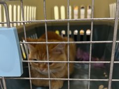 -艾吉宠物医院·疑难杂症转诊中心·猫友好(碧江路院)