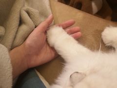 -猫大福·Fortune Cat猫舍(百子湾店)