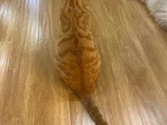 -滚猫咖啡·猫咖·猫友好撸猫(未来城店)