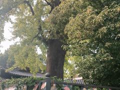-常熟方塔园