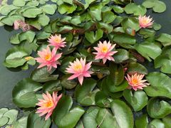 -莲花池公园