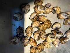 -天宇菲尔德·花园西餐厅·海鲜自助餐