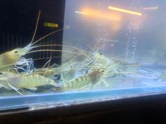 -白仁仔· 活烤海鲜 宵夜(豫园店)