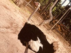 -清迈夜间动物园