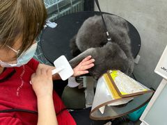 -PETKIT 小佩宠物·低压洗护·美容·寄养(安远店)