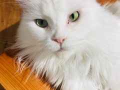 -猫小院猫主题餐厅(三里屯店)