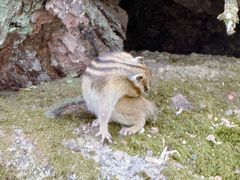 -五营红松林海景区