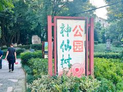 -神仙树公园