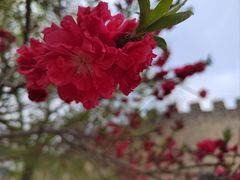 -桃花堤公园