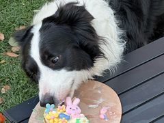 -J Create城市露营咖啡·简餐·宠物(上海动物园店)