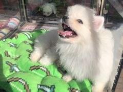 -中环花鸟鱼虫市场