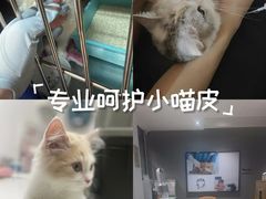 -御宝贝·A梦猫科宠物医院(国际猫友好医院)