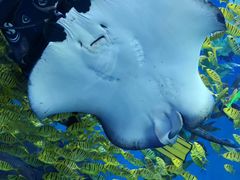 -哈尔滨波塞冬海底世界