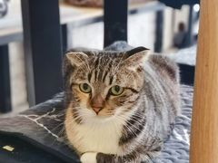 -平行世界·猫咖(首经贸店)
