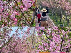 -金鸡湖桃花岛