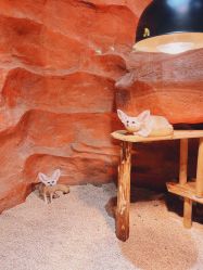 -Zoolung Zoolung动物主题公园(海信广场店)