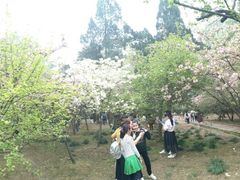 -武汉大学-樱园