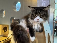 -豆逗聊愈猫阁Easy Life