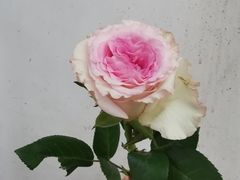 -亭亭鲜花店(中山北路店)