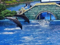 -海合安成都极地海洋公园