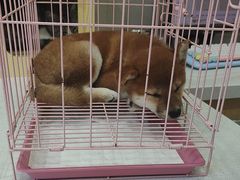 -圣宠动物医院·犬猫专科·影像中心·外科中心