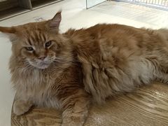 -藏猫猫咖啡主题馆(中央大道店)