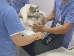 -博特宠物医院24h犬猫全科.骨科·异宠