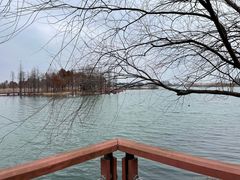 -贡湖湾湿地公园