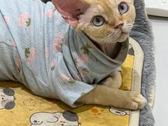 -COLOR PETS 撸猫馆·购猫·猫咖(长风大悦城店)