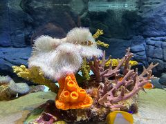 -上海海洋水族馆