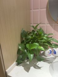 -漂亮妈妈通乳·塑形·产后恢复(奥体店)