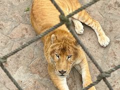-西霞口神雕山野生动物世界