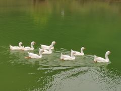 -靖西鹅泉风景区