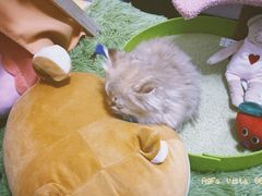 -欣宠猫屋·矮脚拿破仑·蓝金金渐层