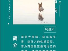 -瑞派申生动物医院·24H夜诊·国际动物医疗中心·骨外科(吴中路店)