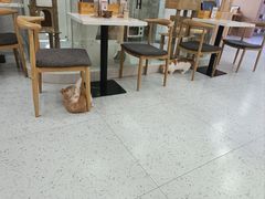 -喵园·猫主题咖啡厅·撸猫·猫咖(国贸店)