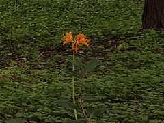 -杭州植物园