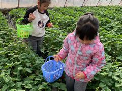 -大自然农场蔬菜草莓采摘园