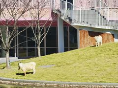 -杭州观成实验学校