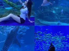 -烟台海昌鲸鲨海洋公园