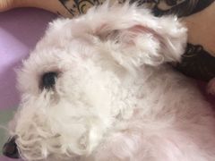 -PETKIT 小佩宠物·低压洗护·美容·寄养(安远店)