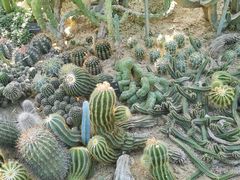 -深圳仙湖植物园