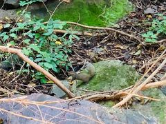 -云岫谷游猎自然风景区