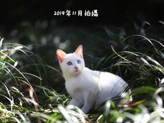 -静安公园(静安寺街道)
